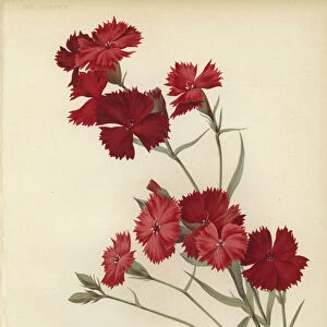 Dianthus Atkinsoni (colour litho)