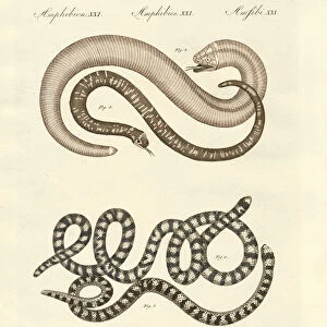 Different kinds of snake (coloured engraving)