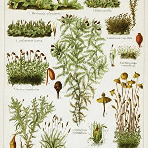 Different species of Moss, 1894 (Chromolithograph)