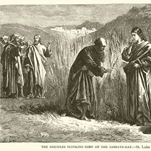The Disciples plucking corn on the sabbath-day, St Luke, vi, 1 (engraving)