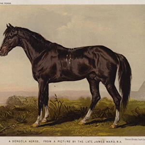 A Dongola Horse (colour litho)