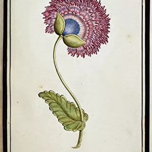 Double Poppy, c. 1700 (watercolour drawing, framed in black)