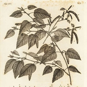 Downy birch, Betula pubescens. 1776 (engraving)