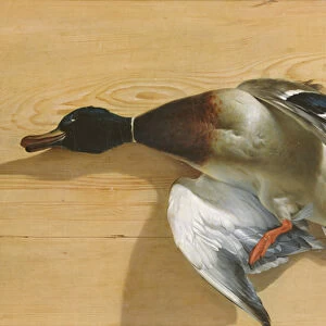 A duck on a pine board, 1753 (oil on canvas)