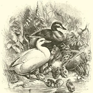Ducks (engraving)