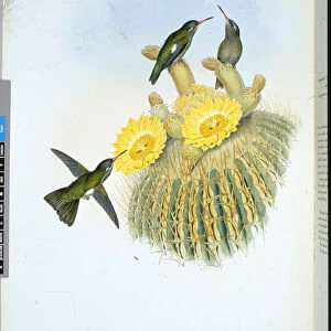 Dusky Humming Bird (Phaeoptila Sordida) (hand-coloured litho)