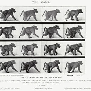 Eadweard Muybridge: The Walk (b / w photo)