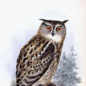 Eagle Owl (Bubo Ignavus), 1871-1896 (hand-coloured engraving)