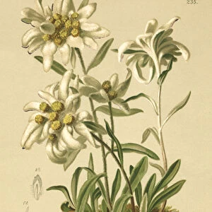 Edelweiss (Gnaphalium Leontopodium, Leontopodium alpinum