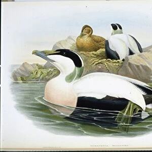 Eider Duck (Somateria Mollissima) (hand-coloured litho)