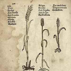 Einkorn wheat, Triticumum monococum, rye, Secale cereale, and barley variety, Hordeum vulgare distichon. Handcoloured woodblock engraving of a botanical illustration from Adam Lonicer's Krauterbuch, or Herbal, Frankfurt, 1557