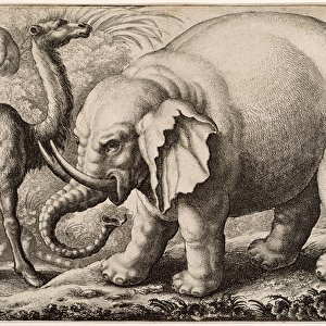 An Elephant and a Camel, engraved by Wenceslaus Hollar (1607-77) 1663 (etching)
