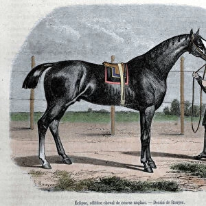 The English racing horse Eclipse. Illustration by Rouyer