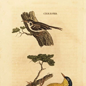 Eurasian treecreeper, Certhia familiaris, and Eurasian nuthatch, Sitta europaea