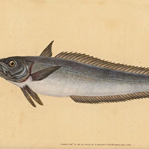 European hake, Merluccius merluccius (Hake, Gadus merluccius). Handcoloured copperplate drawn and engraved by Edward Donovan from his Natural History of British Fishes, Donovan and F. C. and J. Rivington, London, 1802-1808