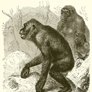 A Family of Gorillas (engraving)
