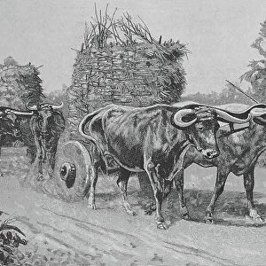Farmer's cart pulled by cows in Chile, Historic, Digital reproduction of an original 19th century painting