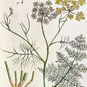 Fennel, plate 288 from A Curious Herbal, published 1782 (colour engraving)