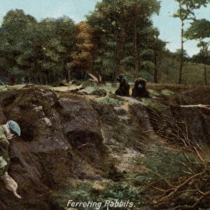 Ferreting for rabbits in the countryside (coloured photo)
