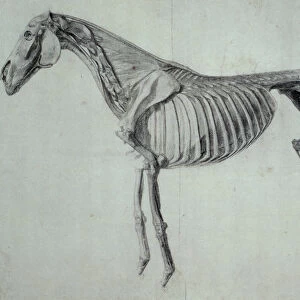 Finished Study for the Fifth Anatomical Table of a Horse (graphite on paper)