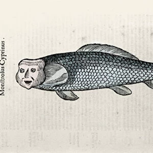 Fish representation Nicolas Plate illustrated with a manuscript of Natural History by
