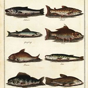 Fishing: salmon, trout, grayling, carp, bream, pike, perch, tenc 1792 (engraving)