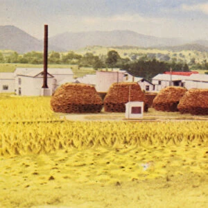 Flax Mills (colour photo)