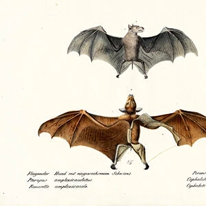 Flying Foxes, 1824 (colour litho)