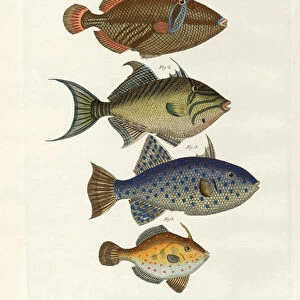 Foreign fish (coloured engraving)