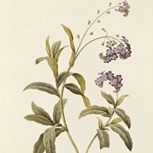 Forget-me-not (colour engraving)