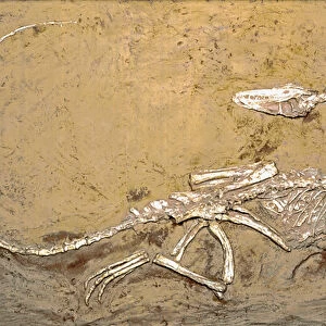 Fossil of the dinosaur Coelophysis