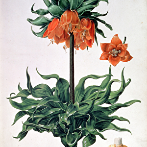 Fritillaria imperialis, c. 1630