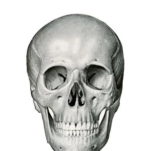 Frontal View of Human Skull, 1917 (lithograph)