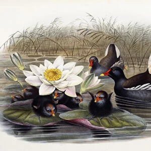 Gallinula Chloropus (Common Moorhen), 1862-1873 (hand-coloured lithograph)
