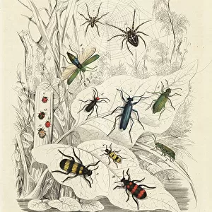 Spider Beetles