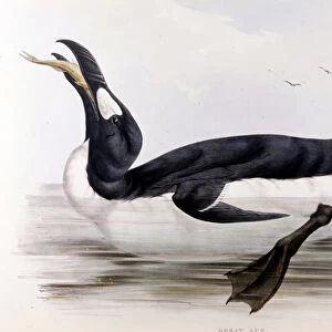 The Giant Penguin (Alca Impennis) - in The birds of Europe"by John Gould, London