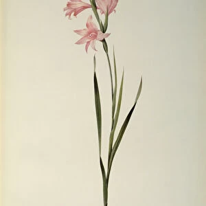 Gladiolus Carneus, from Les Liliacees, 1804 (coloured engraving)