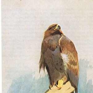 Golden Eagle studies, pub. by Book Club Associates, 1972 (colour litho)