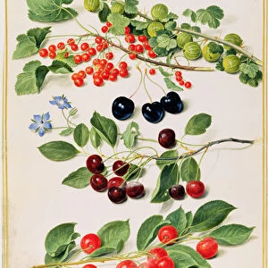 Gooseberries, Cherries and Redcurrants, 1661