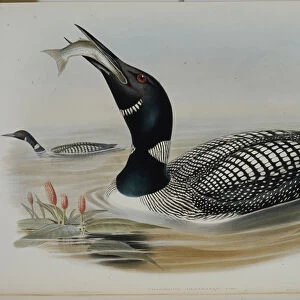 Great Northern Diver (Colymbus Glacialis) (hand-coloured litho)