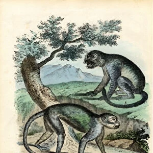 Green Or Malbrouck Monkey, 1863-79 (colour litho)