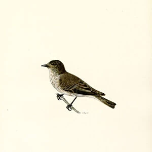 Grey Flycatcher (colour litho)