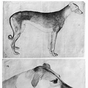 Greyhound and head of a greyhound, from the The Vallardi Album (pen & ink on paper)