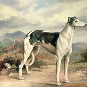 A Greyhound in a hilly landscape