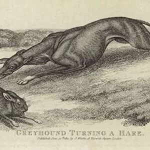 Greyhound turning a hare (engraving)