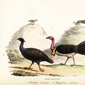 Gweela and orange-footed scrubfowl. 1855 (lithograph)