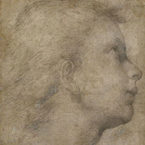 Head of an Angel in Profile looking up to the right, (black chalk on light brown paper)