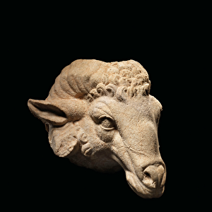 Head of a Ram, c. 1st century BC - 1st century AD (marble)