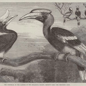 The Hornbills, in the Garden of the Zoological Society, Regents Park (engraving)