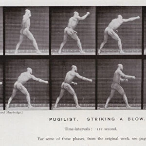 The Human Figure in Motion: Pugilist, striking a blow (b / w photo)